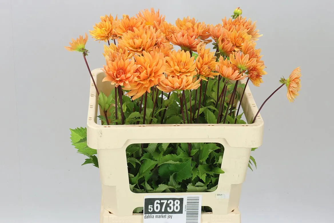 Georgína Market Joy A2 • 55 cm