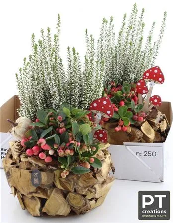 Arr Tuinplanten In Boomschijfpot • črepník 20 cm