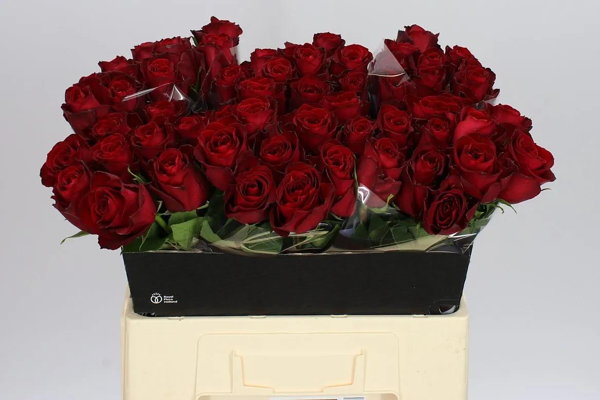 Ruža Madam Red • 60 cm