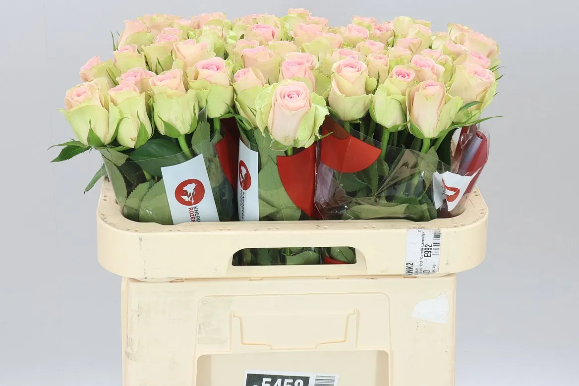 Rosa Gr Trivia • 60 cm