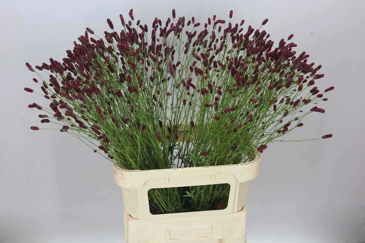 Sanguisorba Off Arnhem • 90 cm