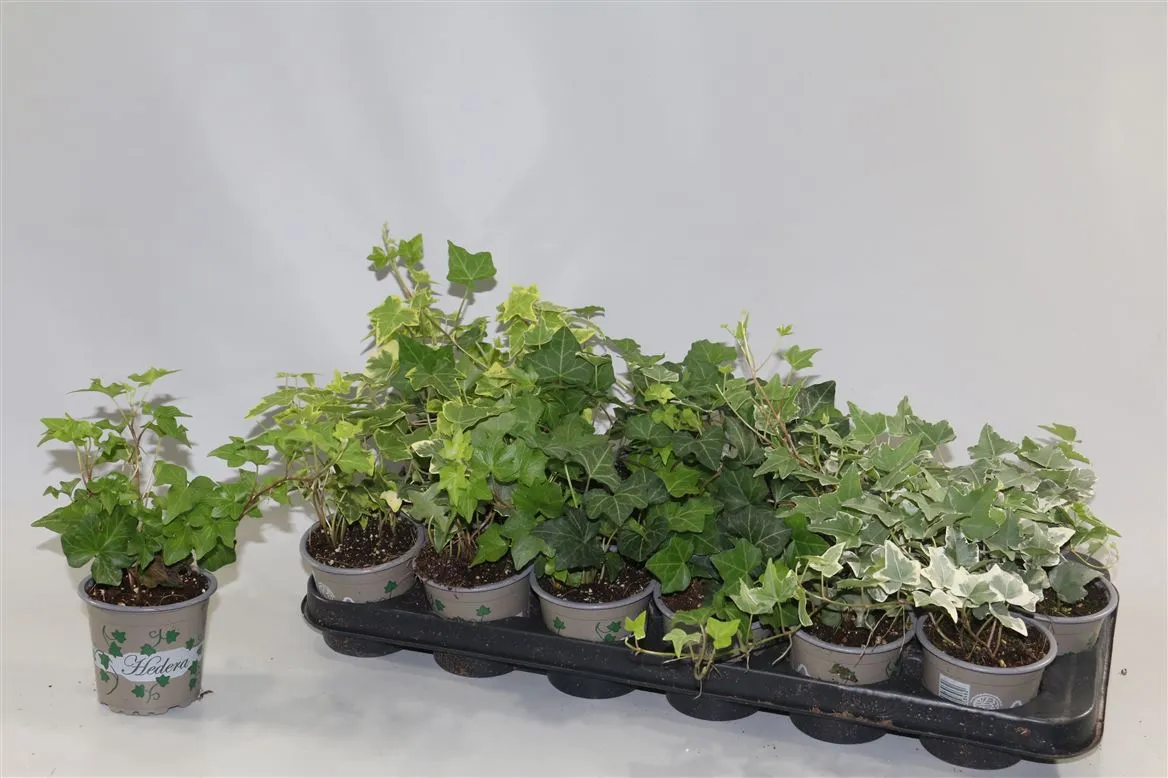 Hedera He Gemengd • črepník 9 cm