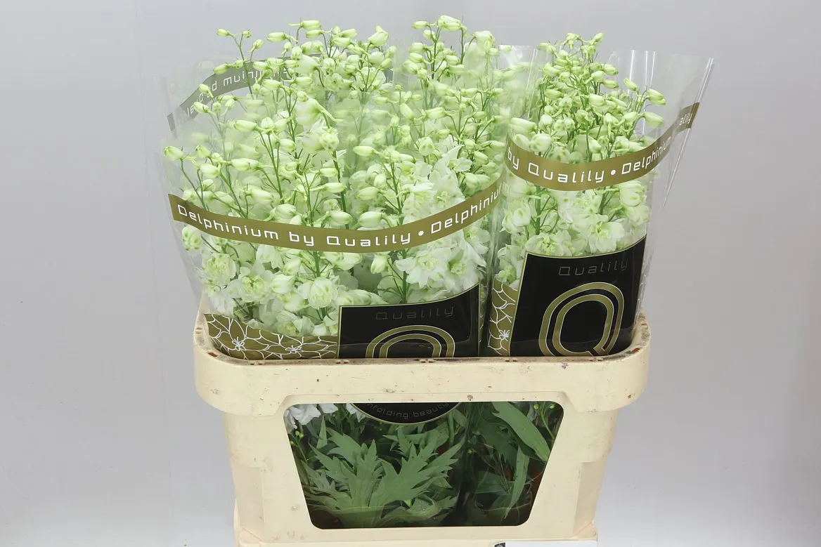 Delph El Dewi Impressive White • 80 cm