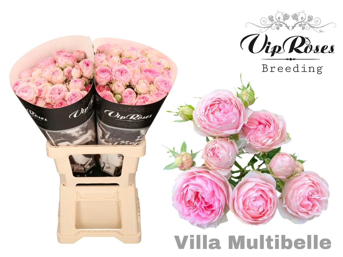 R Tr Villa Multibelle • 60 cm