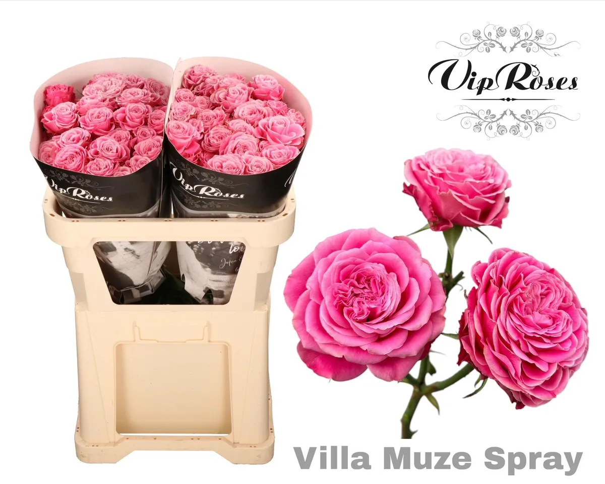 Ruža trsová Villa Muze • 70 cm