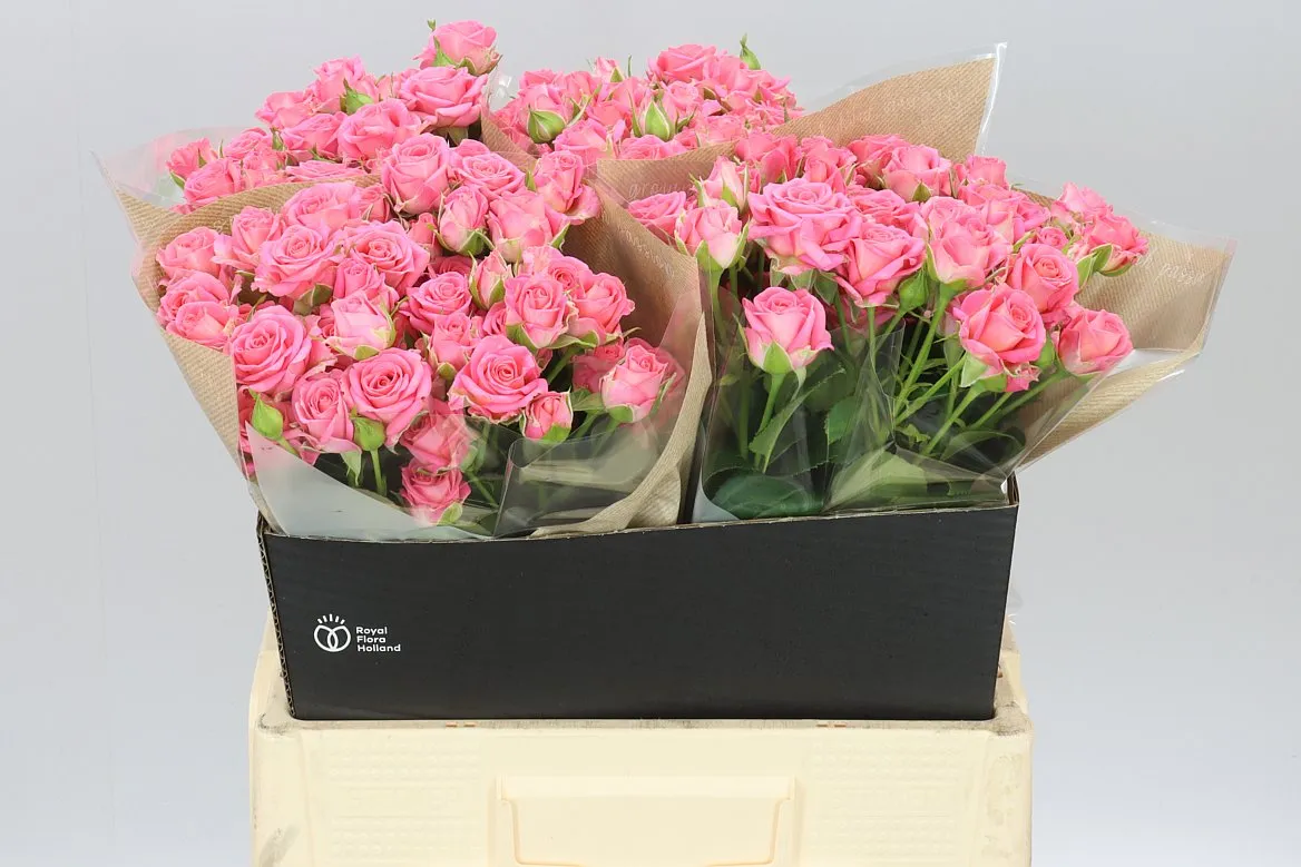 Rosa Tr Emilia • 60 cm