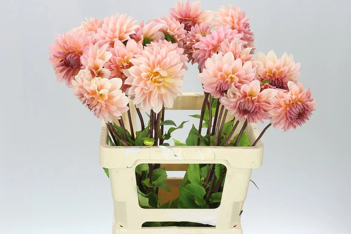 Dahlia Beauty Queen • 50 cm