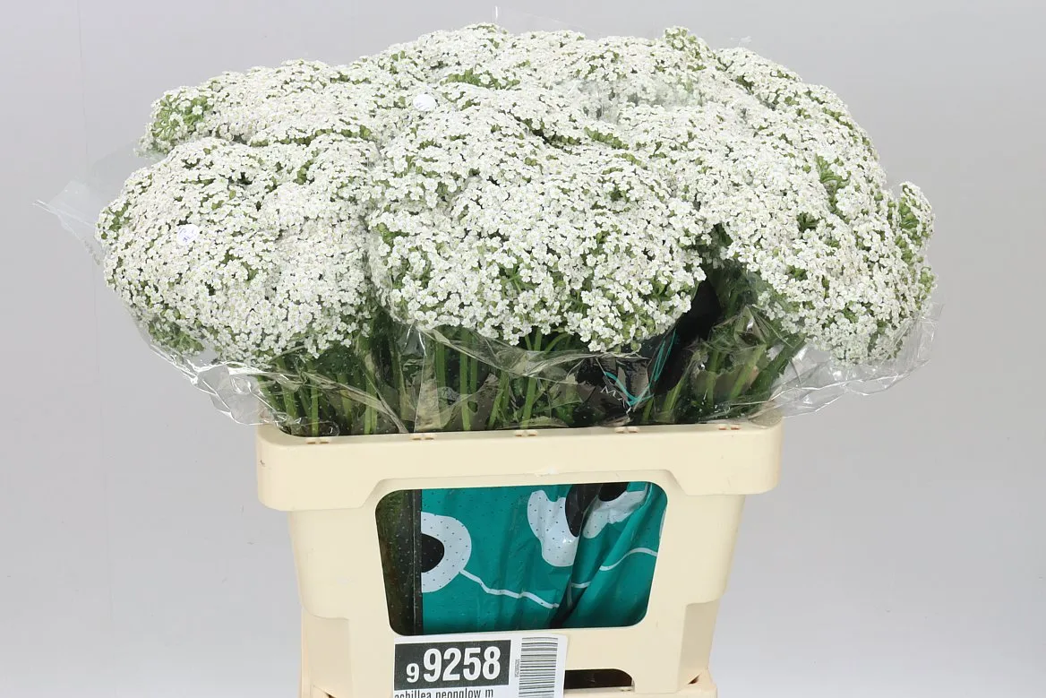 Achillea Neonglow Moon • 60 cm