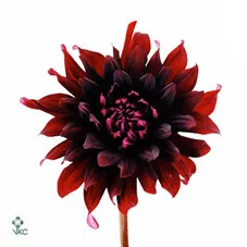 Dahlia Chat Noir Ex • 60 cm