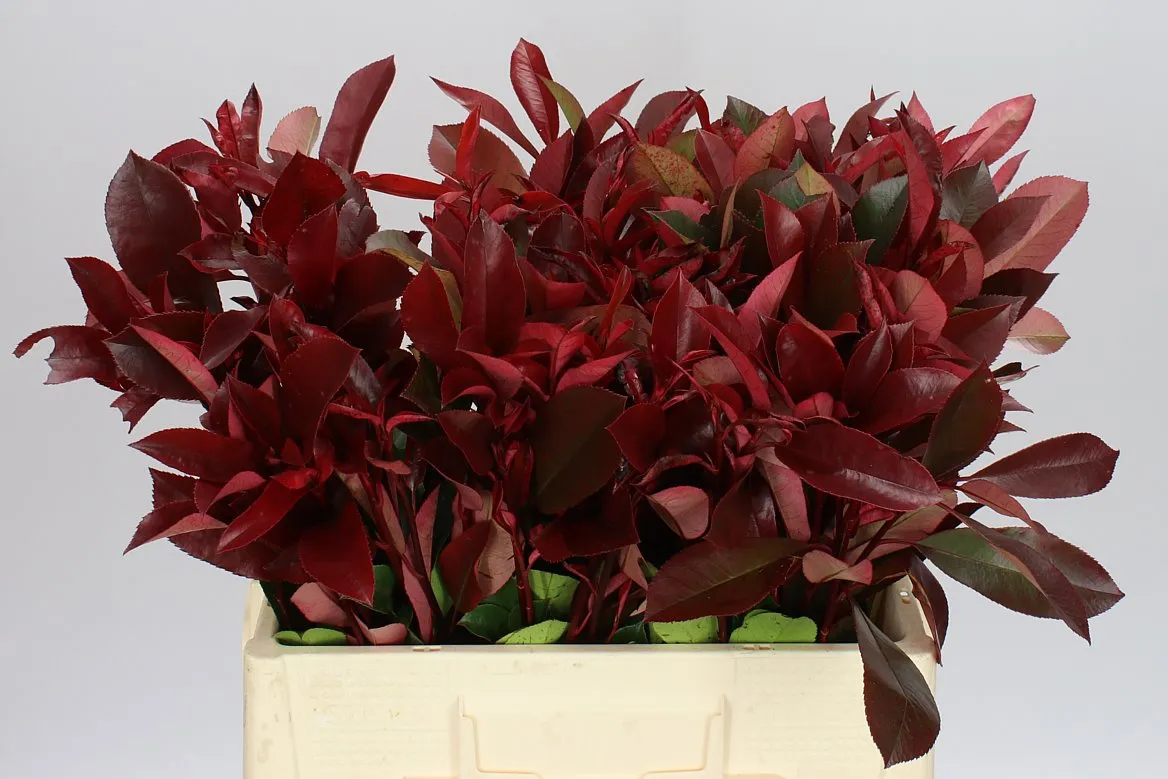 Photinia X F Red Robin • 60 cm