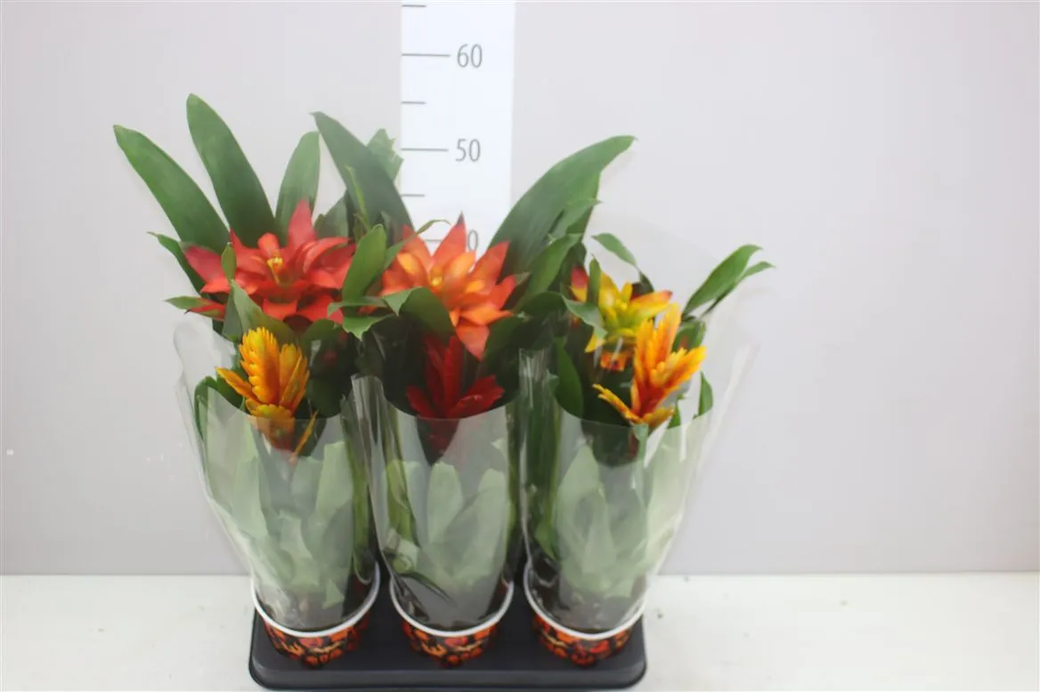 Brómelia mix A2 • črepník 12 cm