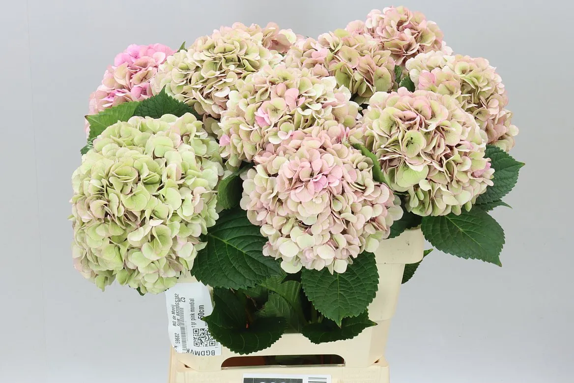 Hortenzia Vienna Classic • 60 cm