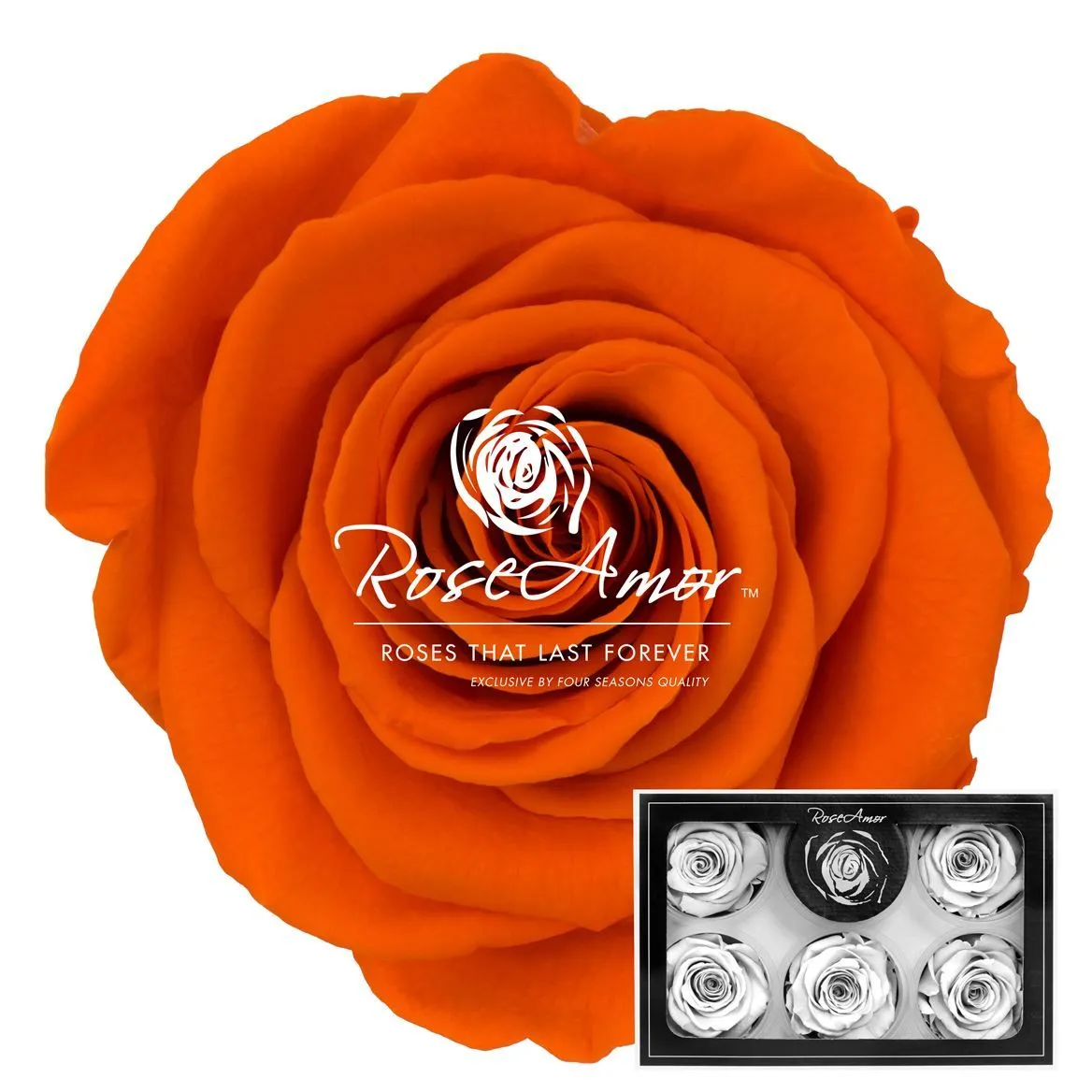 Stabilizovaná ruža XL ⌀ 6 cm, oranžová ORA02