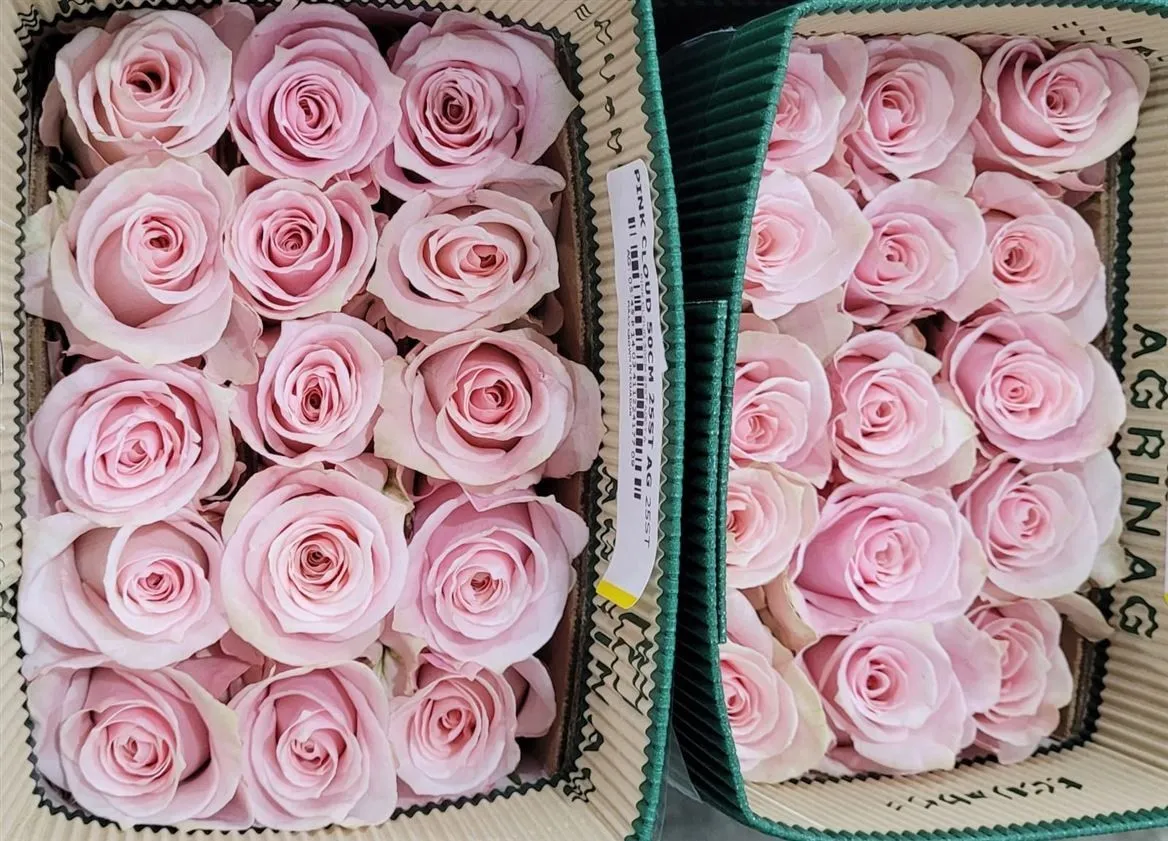 Rosa Gr Ec Pink Cloud • 40 cm