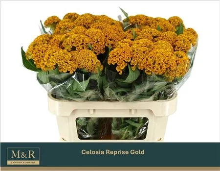 Celosia A Reprise Gold • 72 cm