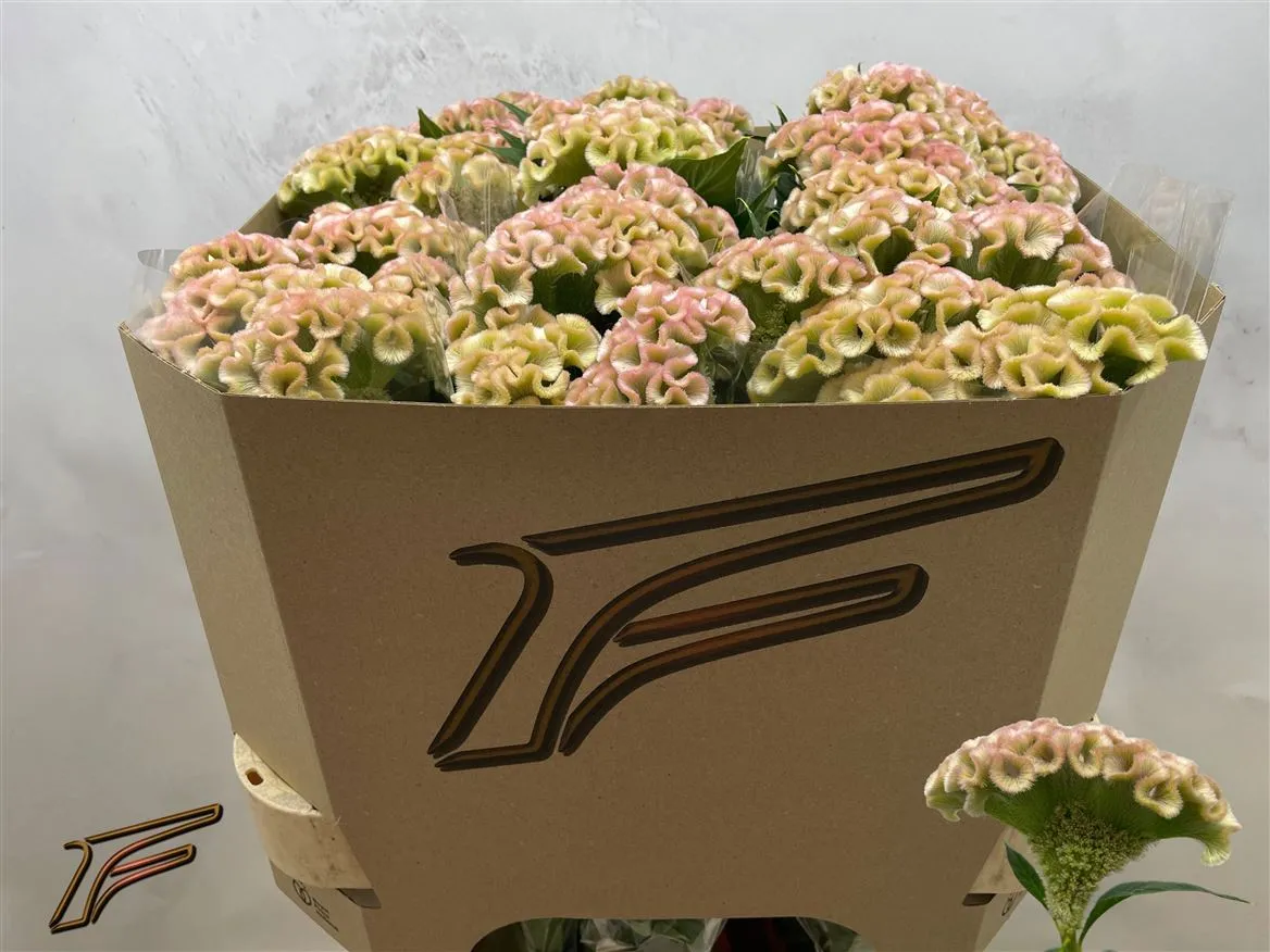 Celosia C Champagne • 75 cm