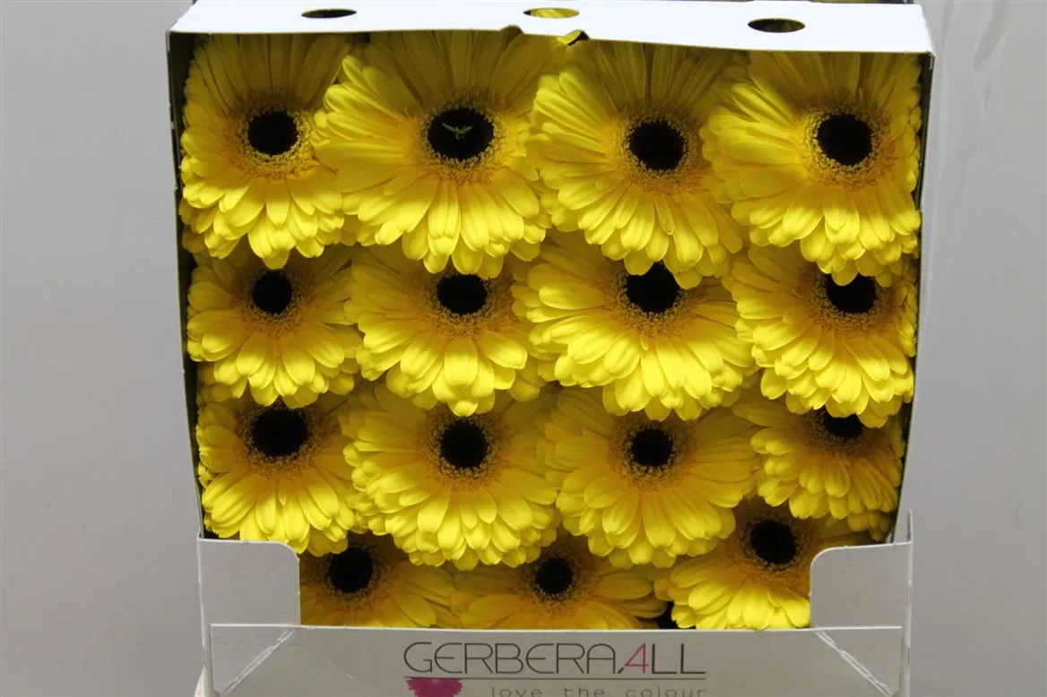 Gerbera Diamond Don Leo • 55 cm