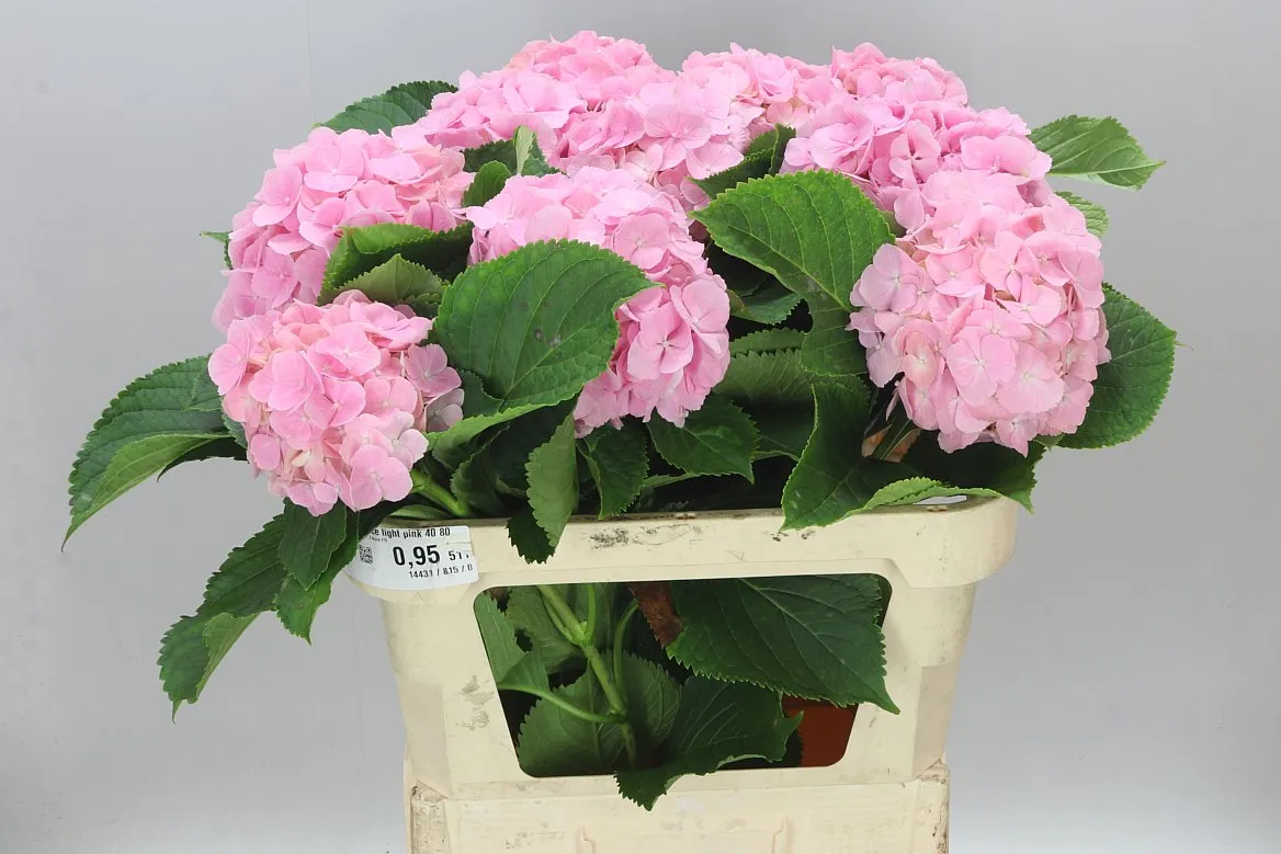 Hortenzia Verena Pink Pale • 80 cm