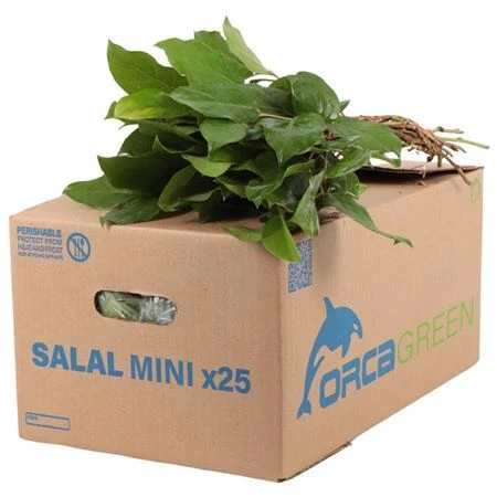 Salal Baby • 35 cm