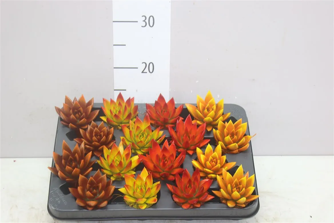 Echeveria Miranda Bicolour Herfst • črepník 6 cm