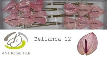 Anth Bellanca