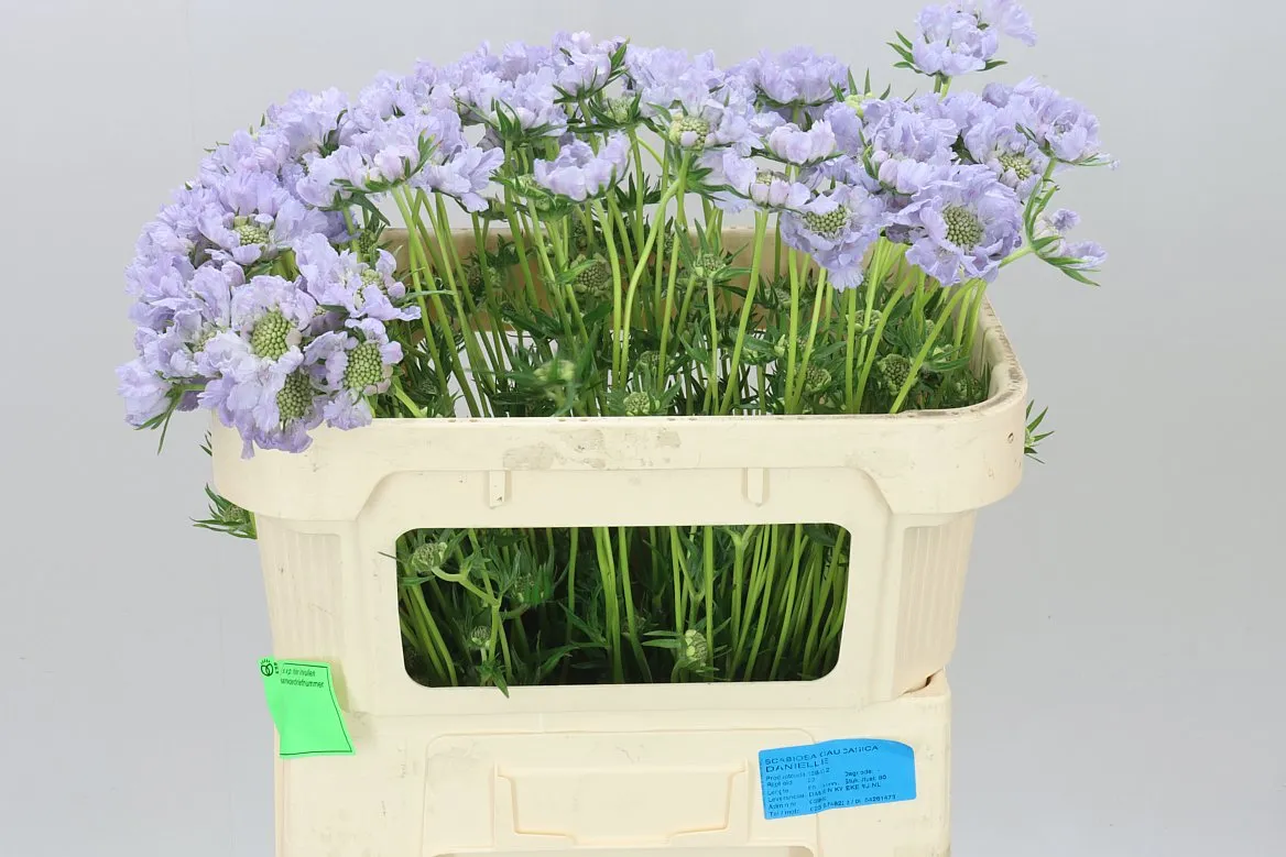 Scabiosa C Danielle Lavendel • 65 cm