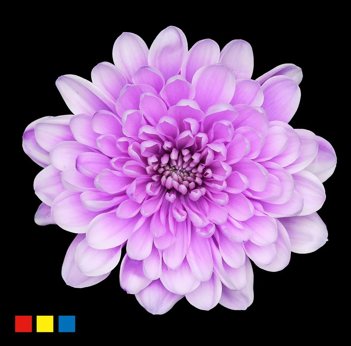 Chryzantéma trsová Altaj Pastel Milka • 70 cm