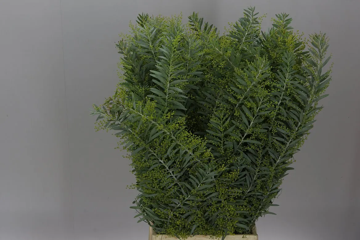Mimosa Luna • 60 cm