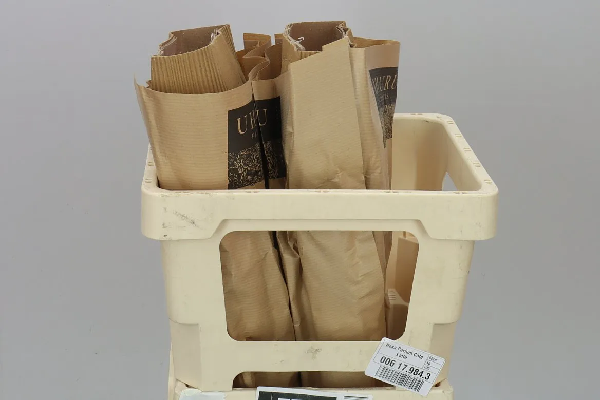 Rosa Gar Caffe Latte • 50 cm