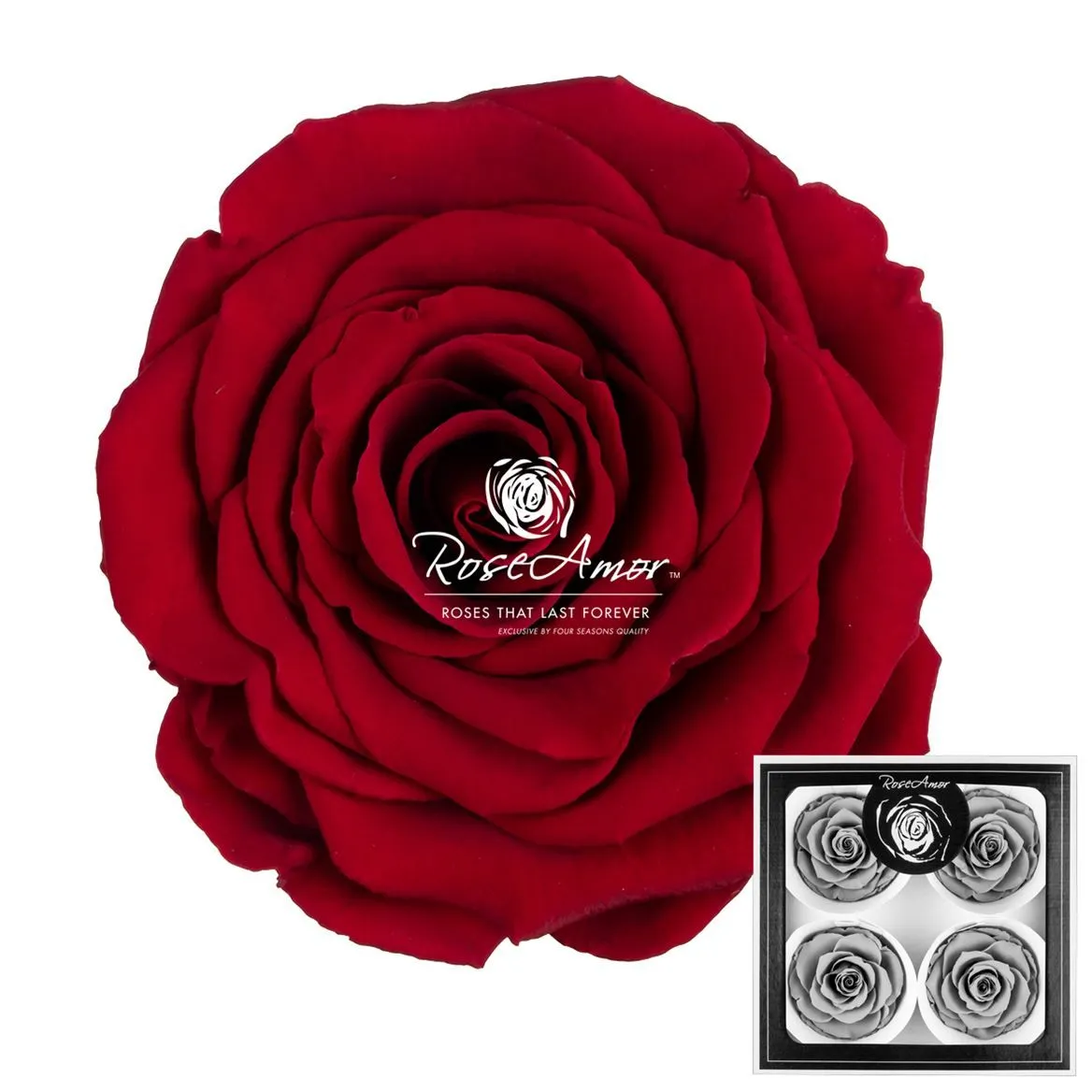 Pres. Bellisima Red01