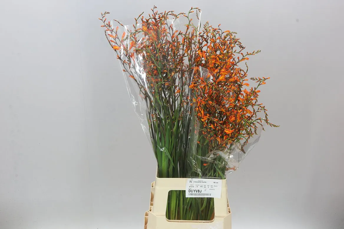 Crocosmia Lucifer Imp • 80 cm