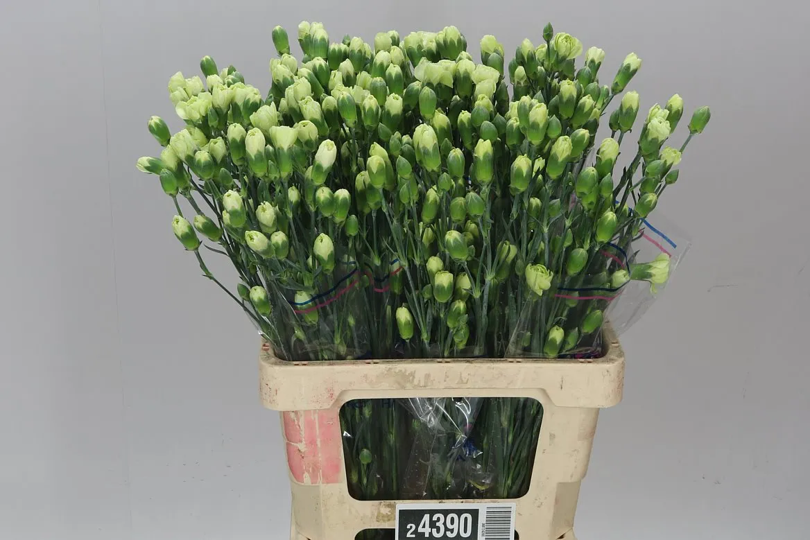 Di Tr Green • 65 cm