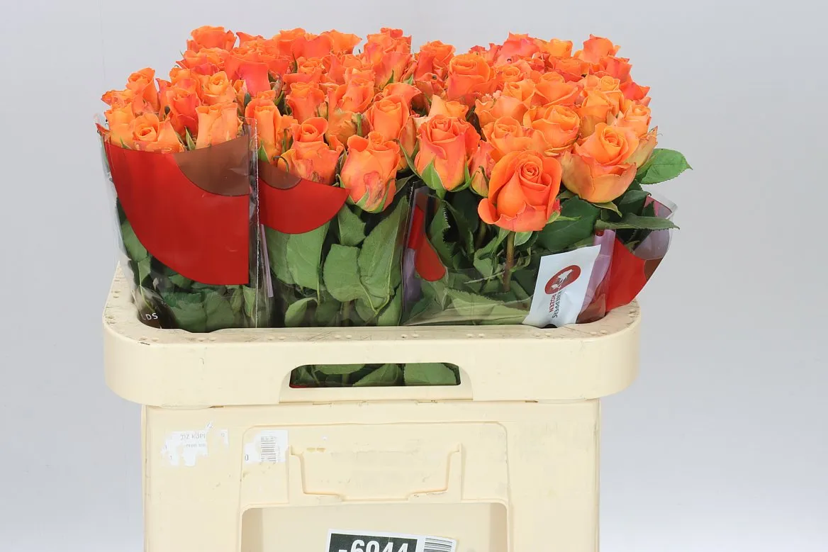 Rosa Gr On Fire • 60 cm
