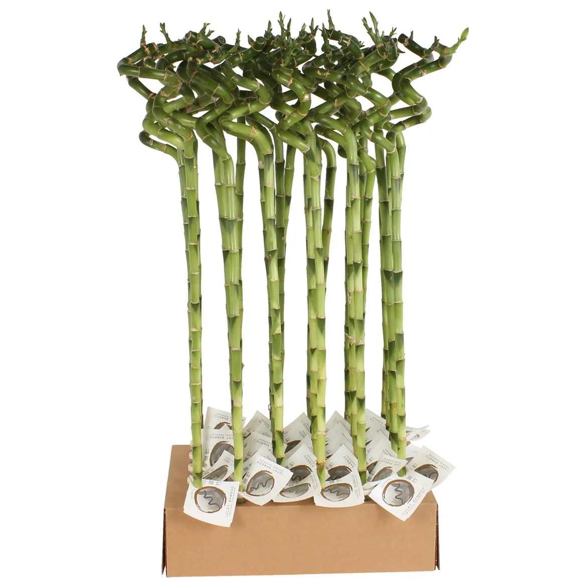 Lucky Bamboo Stem Spiral 70cm In Tube & Karton Tra • črepník 5 cm