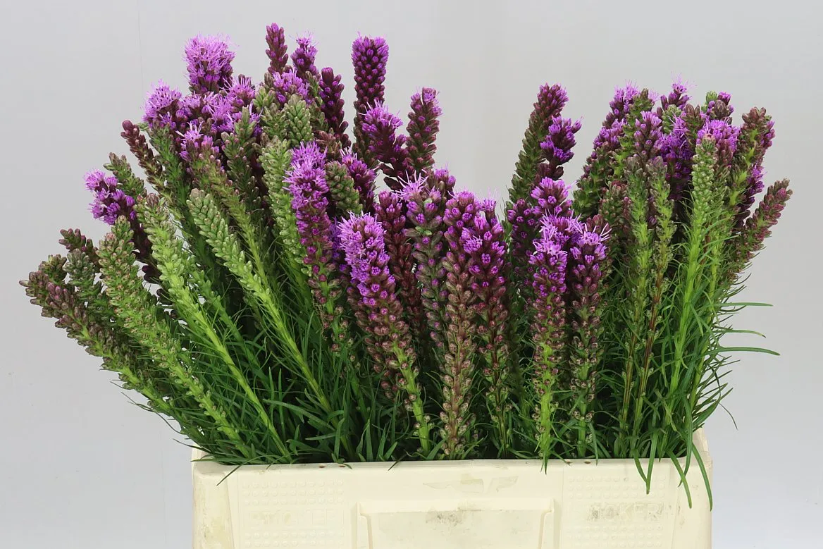 Liatris Spicata • 60 cm