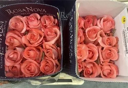 Rosa Gr Ec Be Sweet • 60 cm