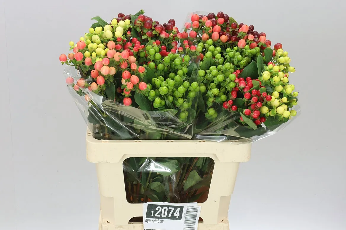 Hyperikum Rainbow • 60 cm