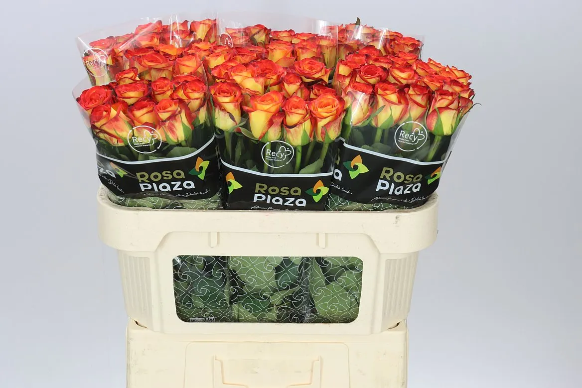 Rosa Gr Firefox • 70 cm