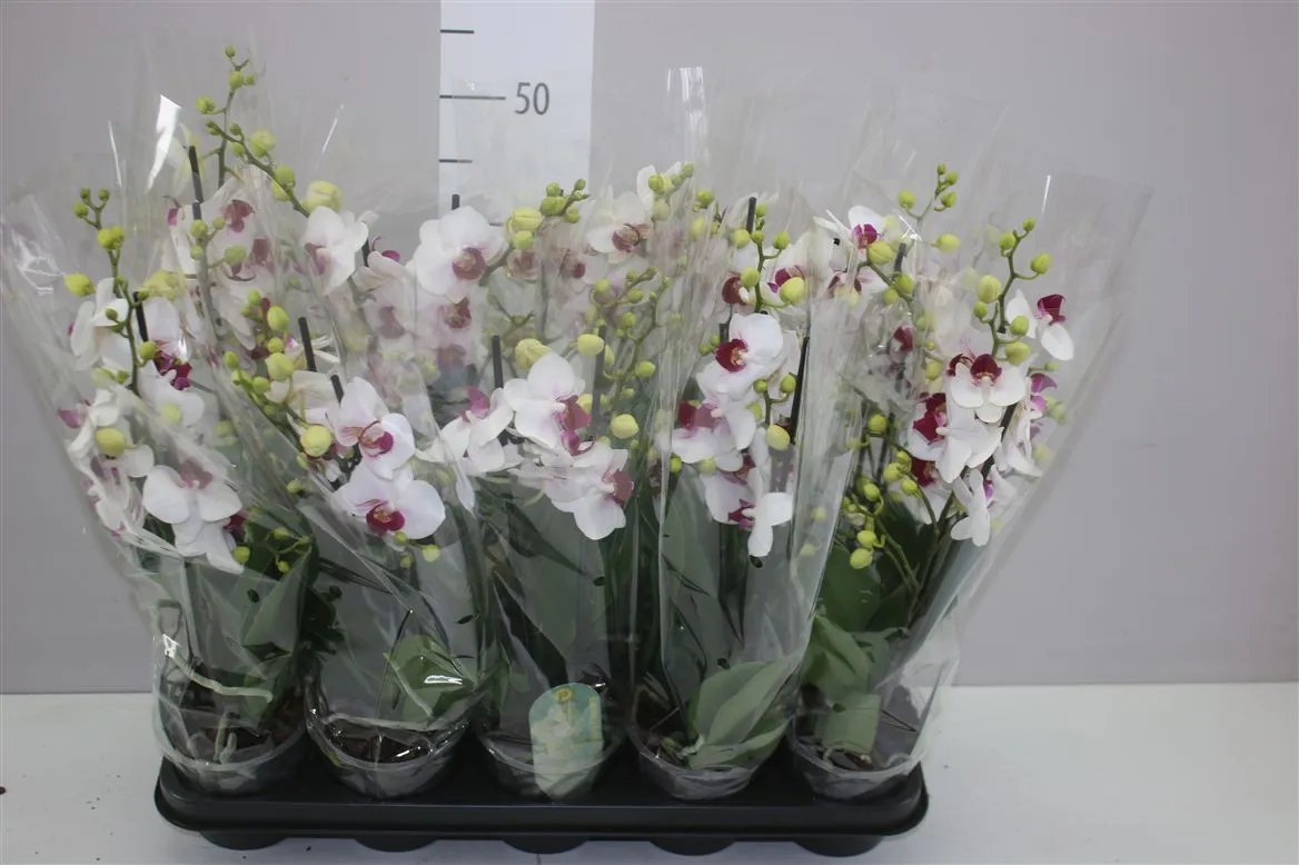 Phal Mtfl Safe Haven 2 Tak • črepník 12 cm