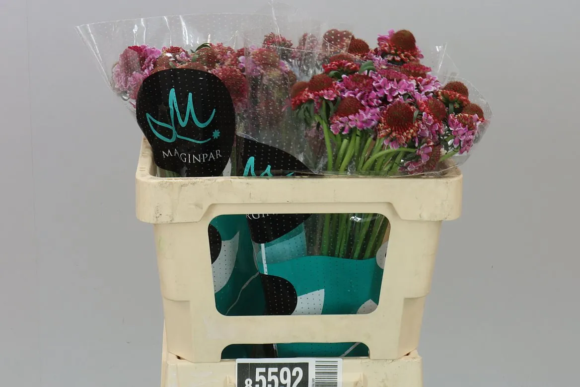 Scabiosa Atr F Scoop Bright Pink • 50 cm