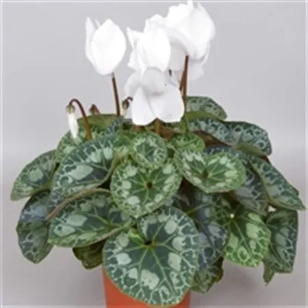 Cyclamen Gr White • črepník 13 cm