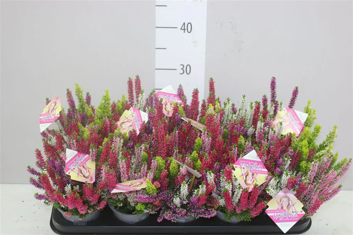 Calluna Beauty Ladies High Five • črepník 10,5 cm
