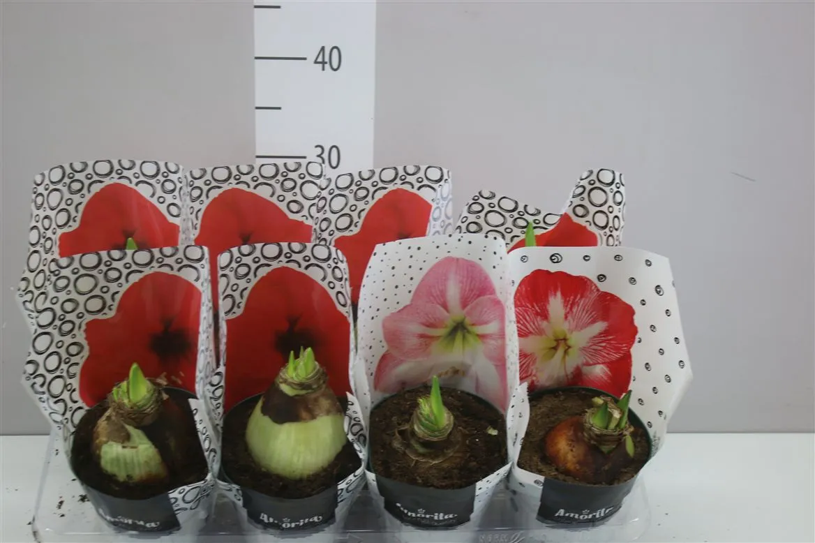 Amarylis mix 2 Steel Potcoverhoes • črepník 14 cm