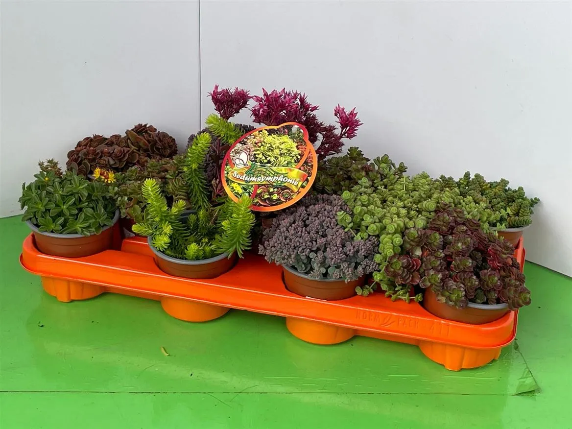 Sedum Sedumsymphonie Mix • črepník 11 cm