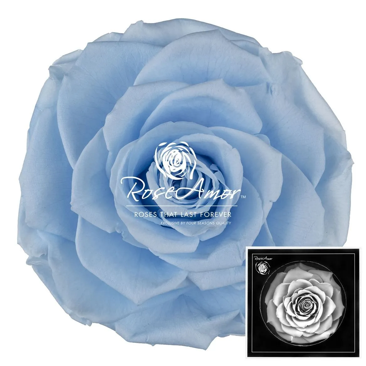 Stabilizovaná ruža Bonita ⌀ 9 cm, modrá BLU89