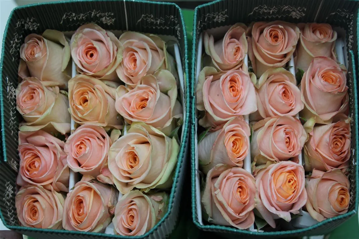 Rosa Gr Ec Tiffany • 60 cm