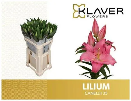 Lil Or Canelli • 85 cm