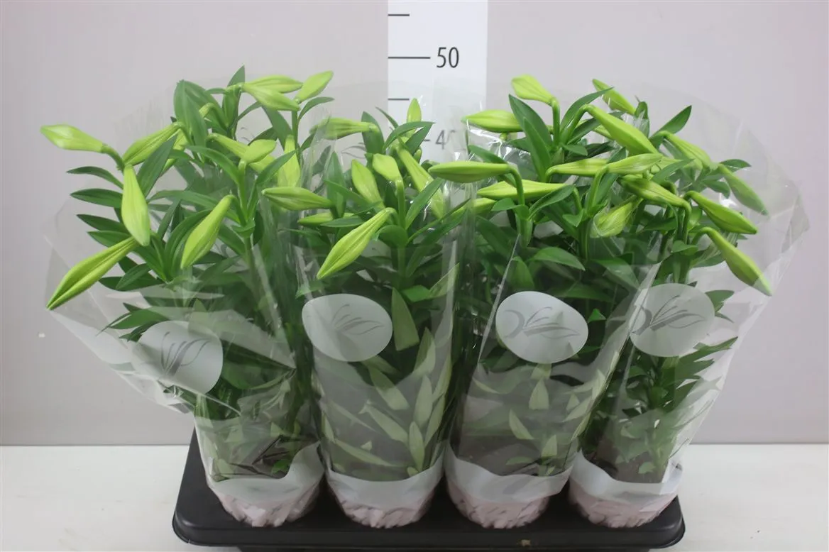 Ľalia Longiflorum Miracle 3pp • črepník 13 cm