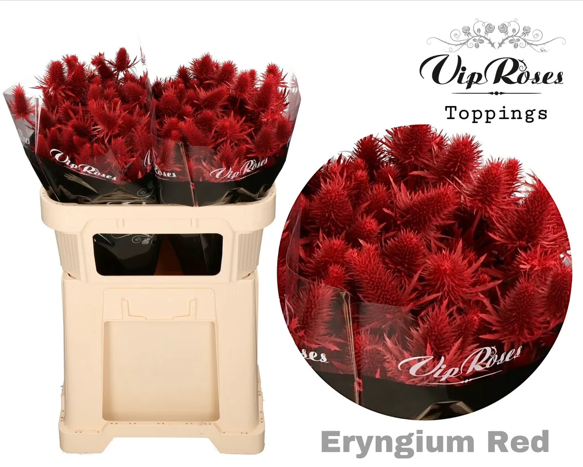 Eryngium Supernova Red 60cm • 60 cm