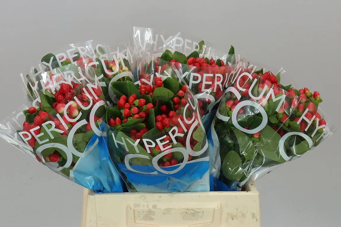Hyperikum Coco Tango • 40 cm